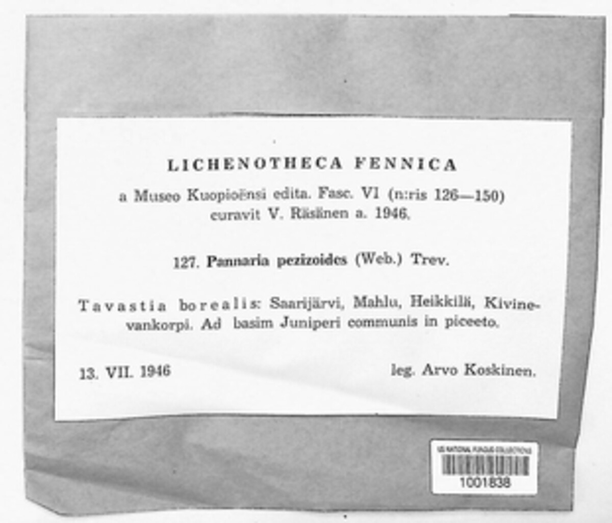 Protopannaria pezizoides image